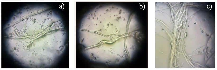 BioFábricas en Michoacán, el nuevo rostro de la revolución agrícola
