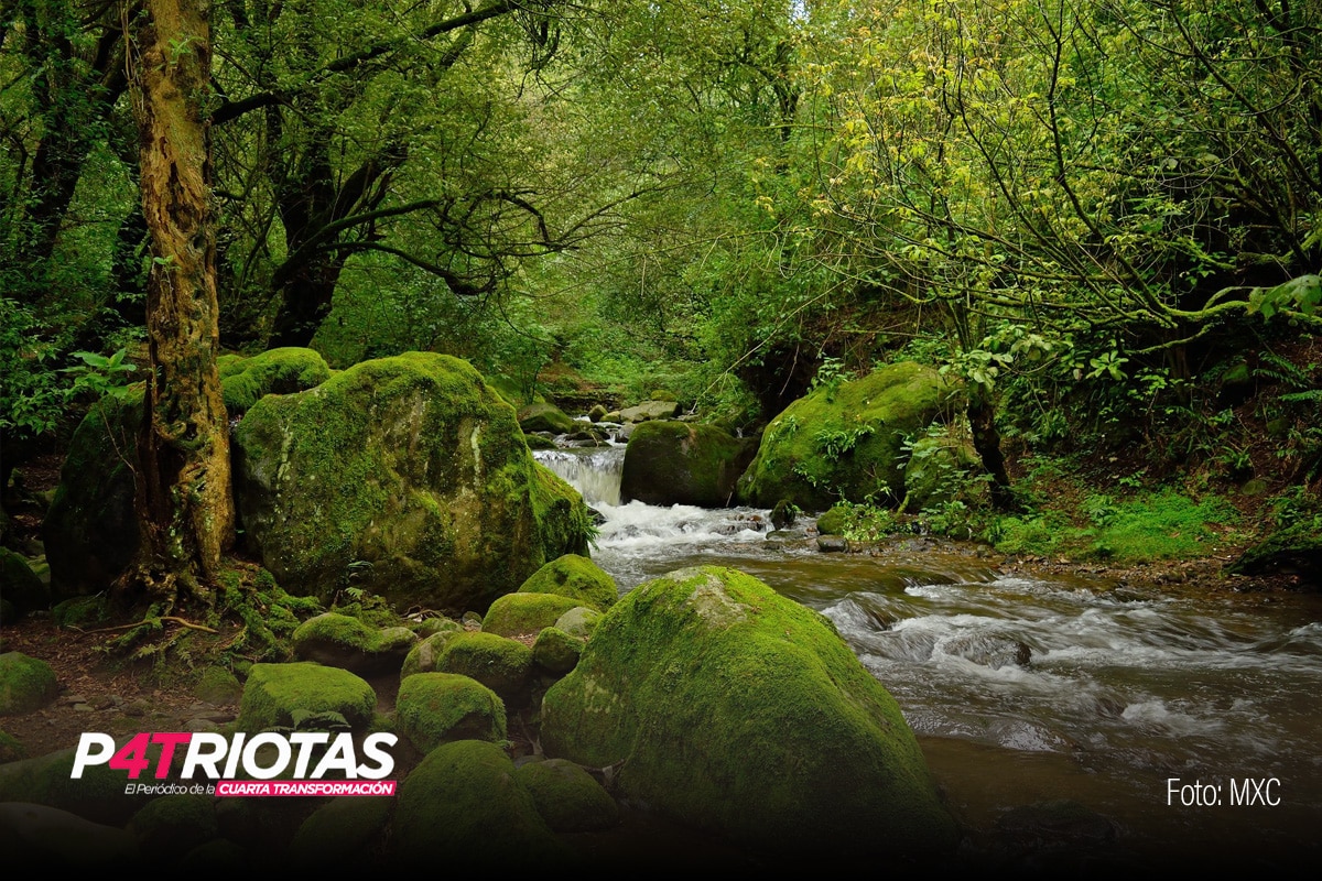 Gobiernos y organizaciones unen esfuerzos para salvaguardar el Bosque de Agua